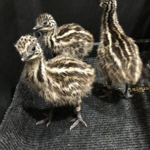 Emu Chicks