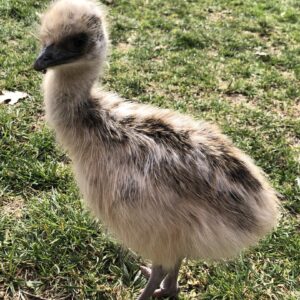 Blonde Emu Chick