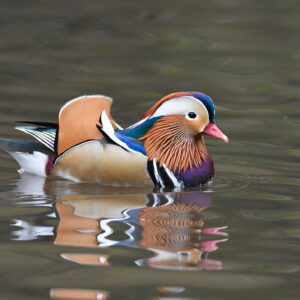 Mandarin Ducks