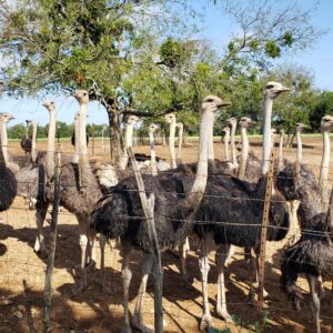 Ostriches - Adults and Pre-Breeders