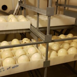 Ostrich Eggs For Incubation