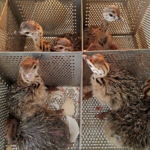 Ostrich Chicks - Day Old