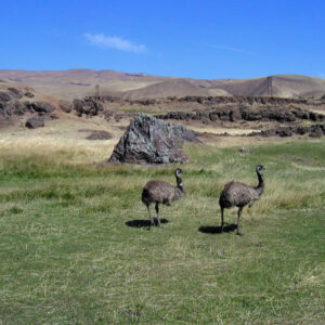 DNA Sexed Emu Juveniles