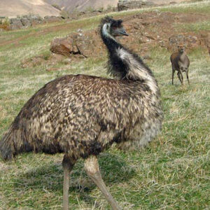 Adult Pairs Emus