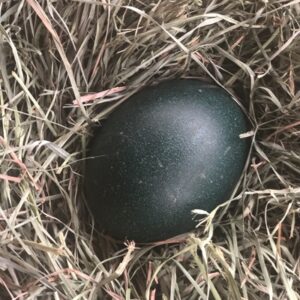 Emu Hatching Eggs