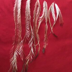 Emu Feathers Standard Brown