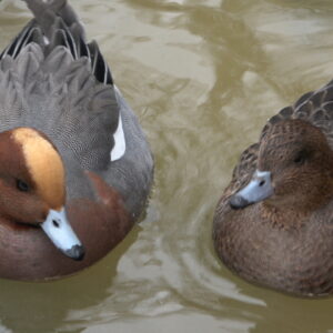 Teal Ducks