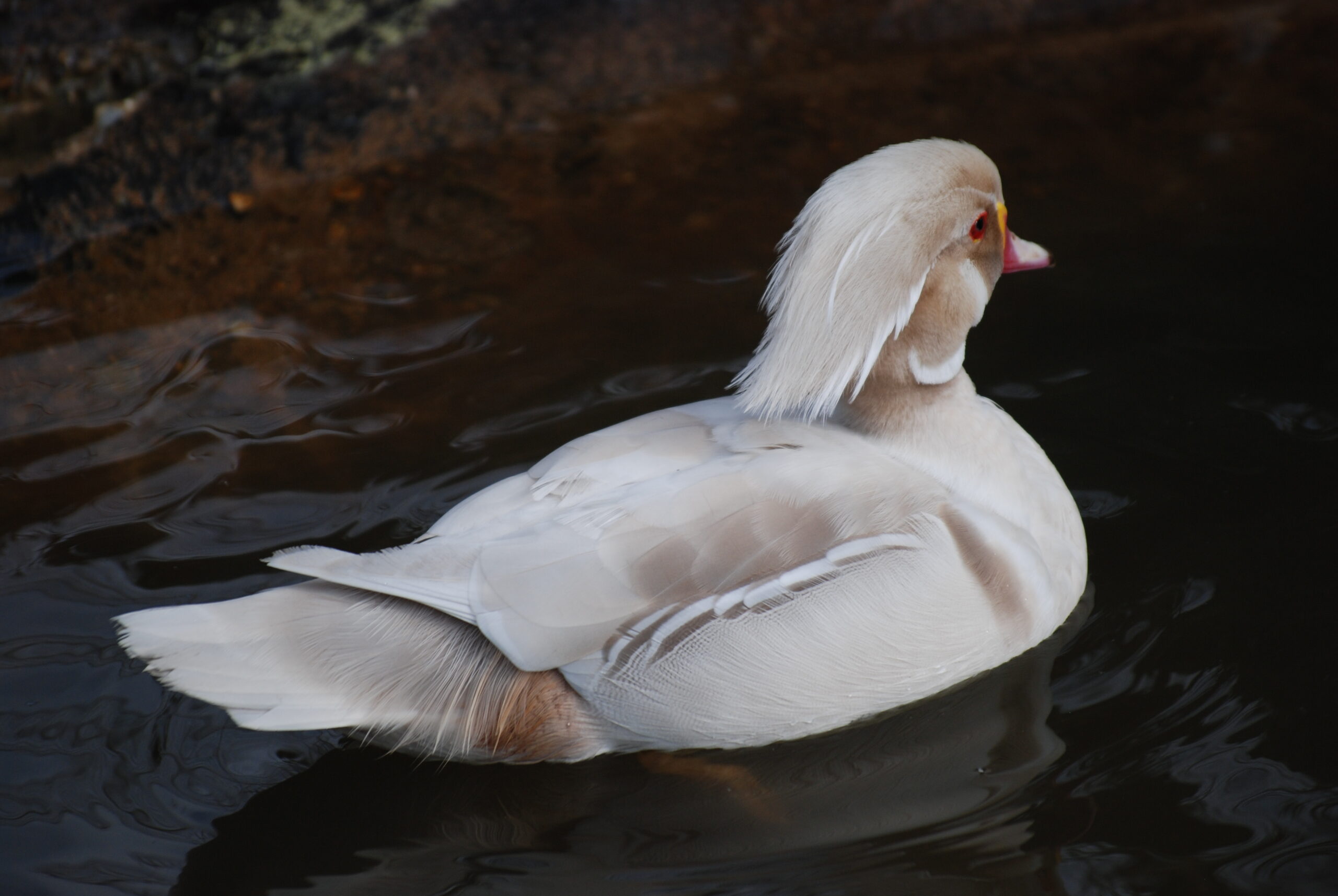 Tree Ducks for Sale - Image 5