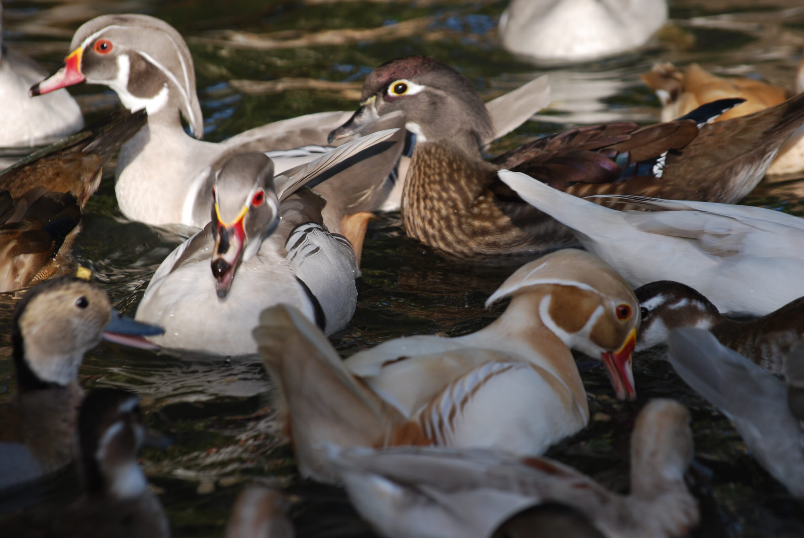Tree Ducks for SaleÂ