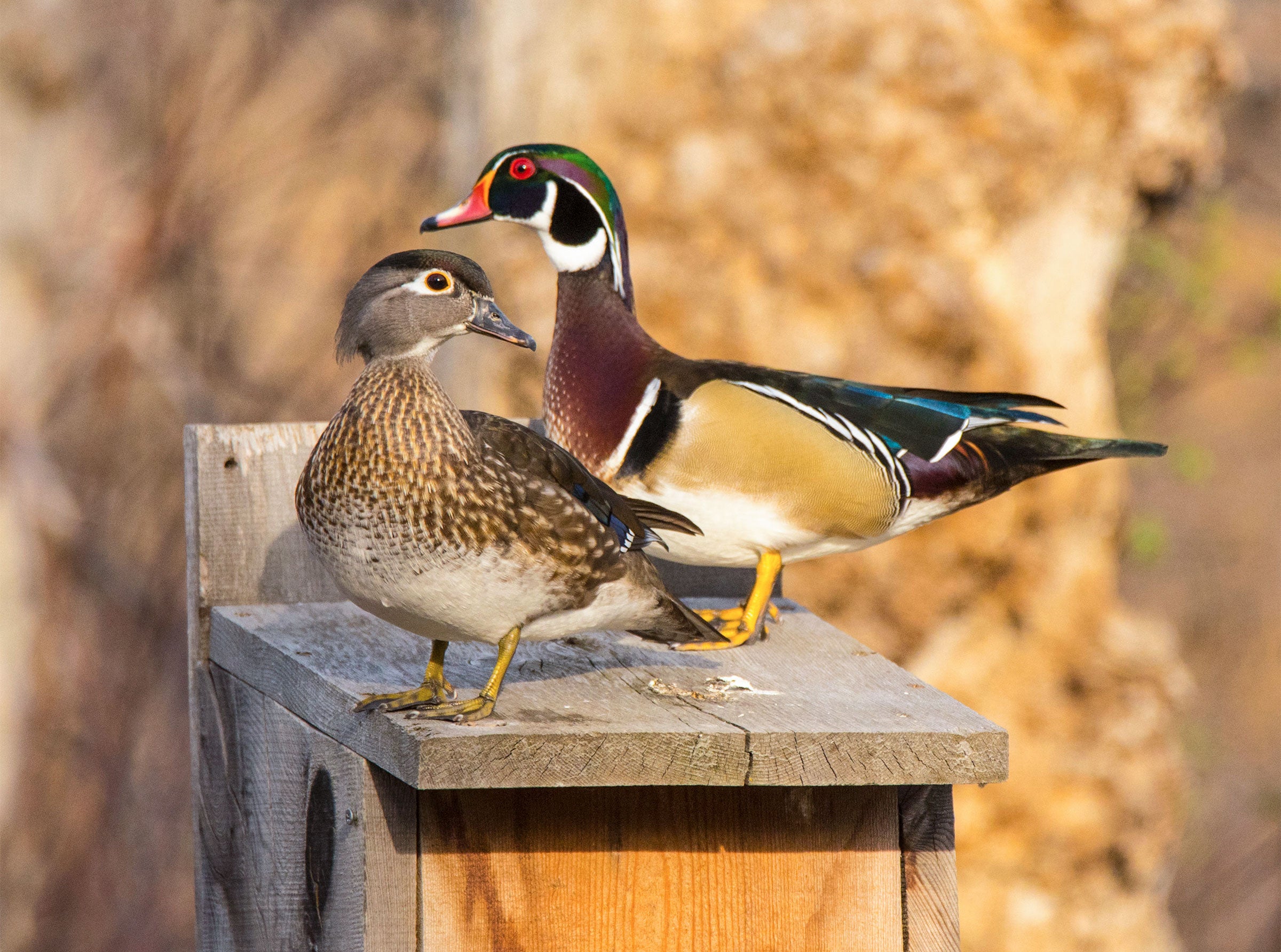 Tree Ducks for Sale - Image 4