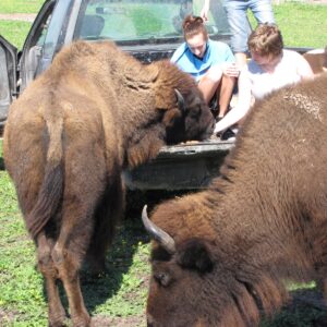 (Bison) Buffalo for Sale