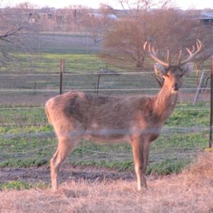 Pere David’s Deer for Sale