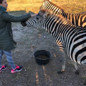 Zebra for Sale
