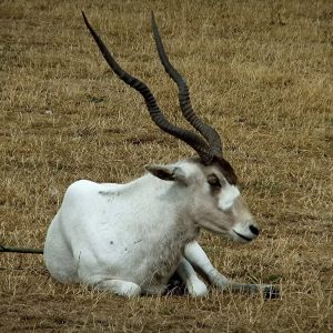 Addax for Sale