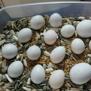 Parrot Eggs