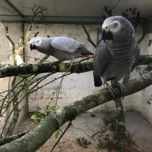 African Grey Parrots for Sale [Adult Pair]