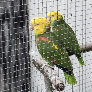 Amazon Parrots