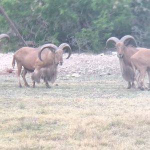 Aoudad