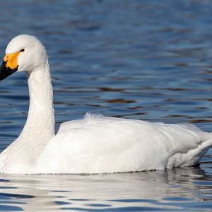 Bewick’s Swan