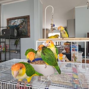 Caique Parrots