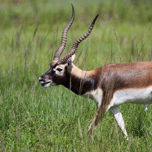 Blackbuck