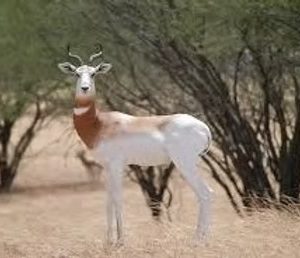 Dama Gazelle