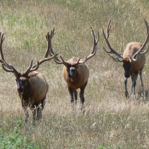 Elk