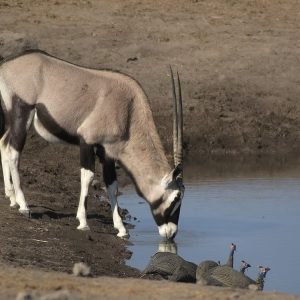 Gemsbok