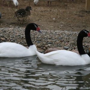 Black-Necked Swan