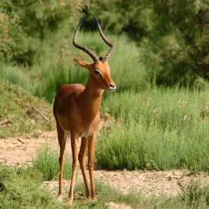 Impala