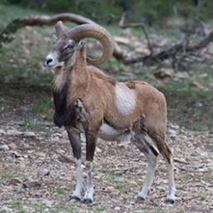 Iranian Red
