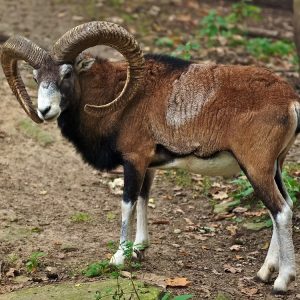 Mouflon sheep