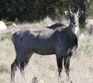 Nilgai for sale