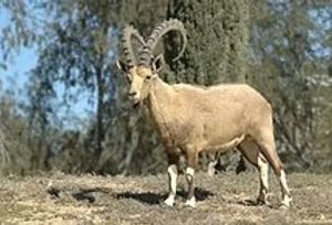 Nubian ibex 