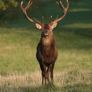 Red Stag