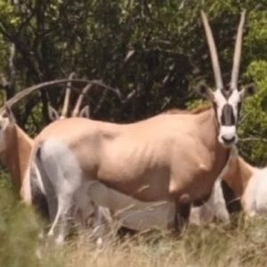Scimbok