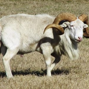 Texas Dall Sheep