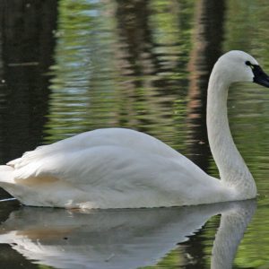 Whistling Swans
