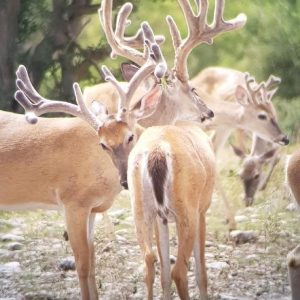 White Tail Buck Management