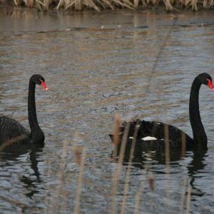 Black Swan