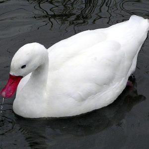 Coscoroba Swan