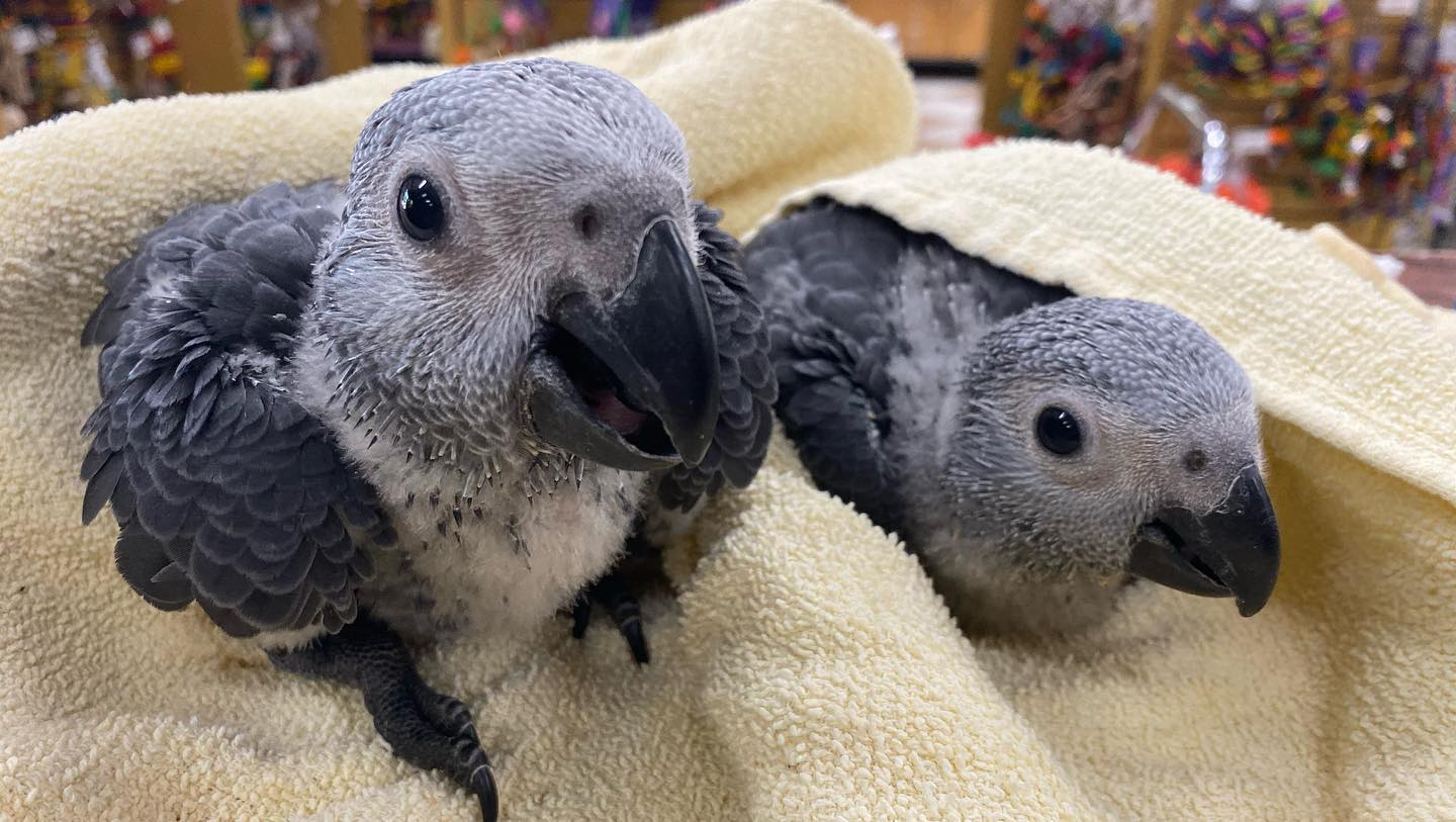 African Grey Parrot Babies