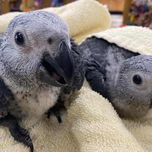 African Grey Parrot Babies